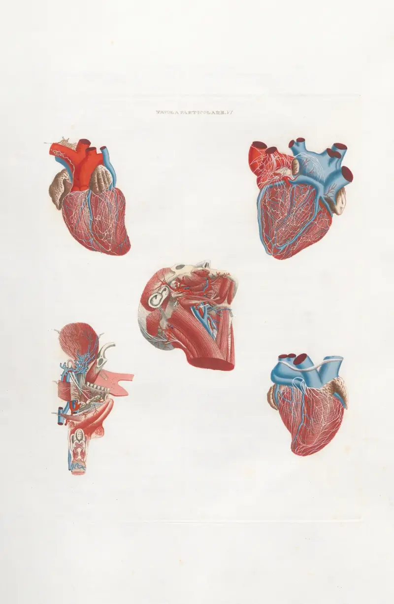 Anatomia Universale Pl.20 av Antonio Serantoni
