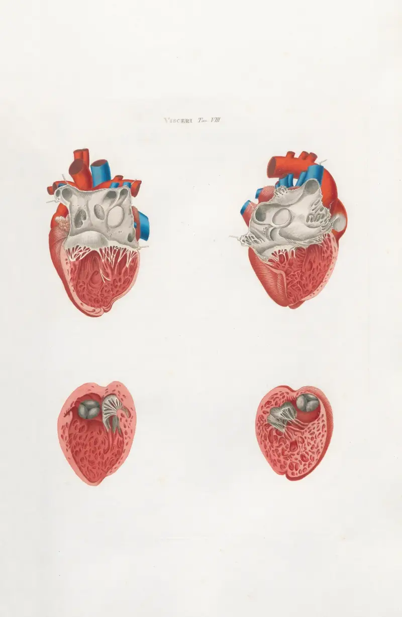 Anatomia Universale Pl.21 av Antonio Serantoni