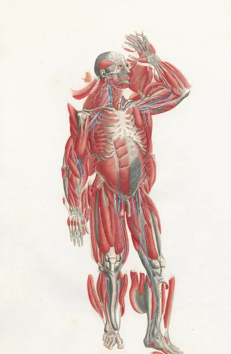 Anatomia Universale Pl.22 av Antonio Serantoni