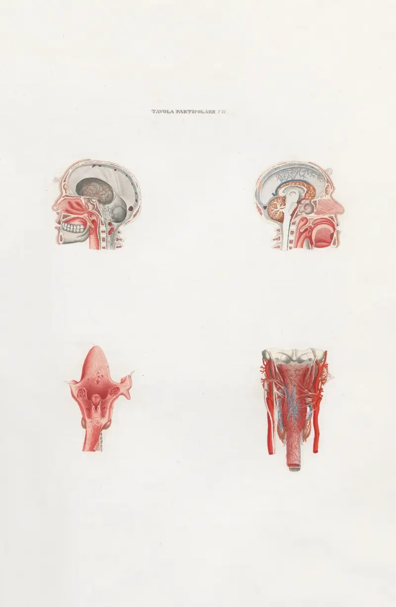 Anatomia Universale Pl.23 av Antonio Serantoni