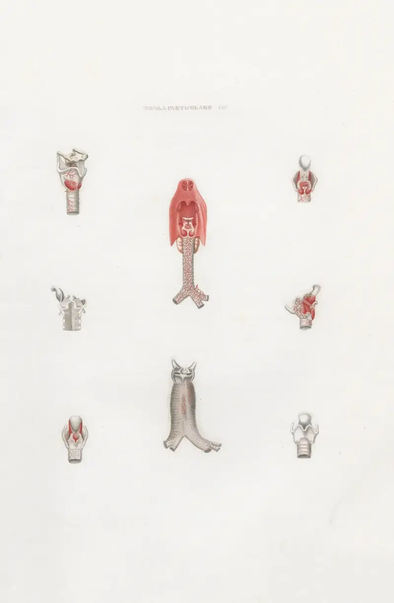Anatomia Universale Pl.24 av Antonio Serantoni