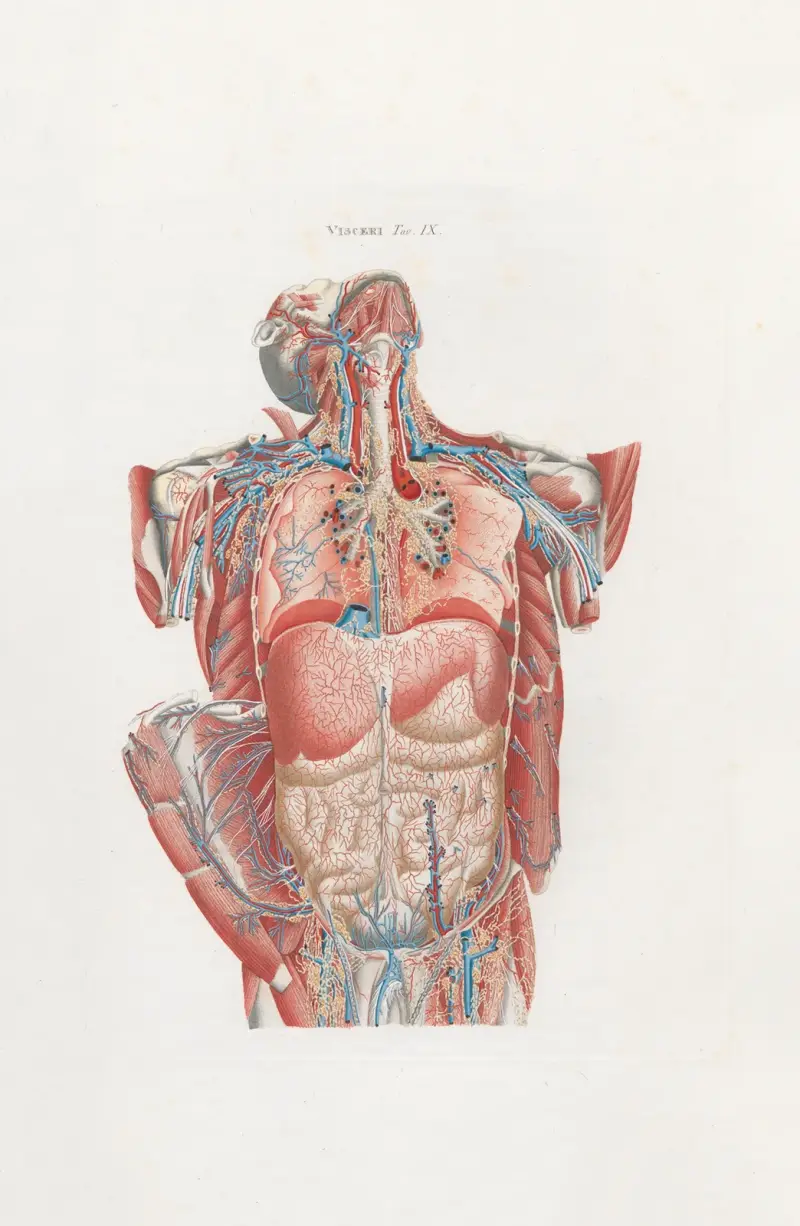 Anatomia Universale Pl.25 av Antonio Serantoni
