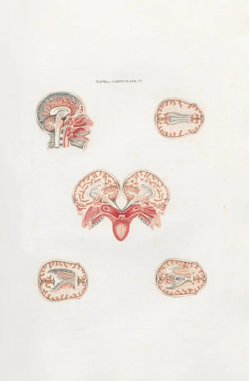 Anatomia Universale Pl.26 av Antonio Serantoni