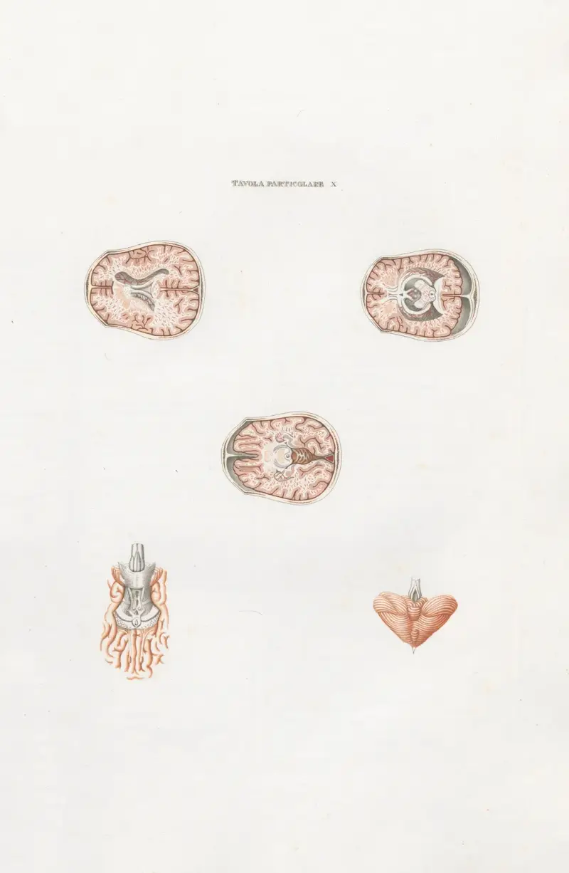 Anatomia Universale Pl.27 av Antonio Serantoni