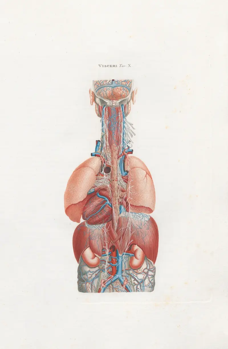 Anatomia Universale Pl.28 av Antonio Serantoni