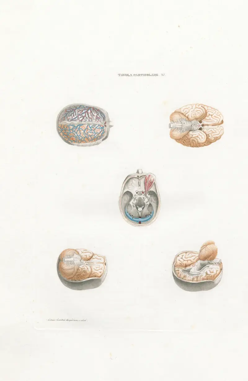 Anatomia Universale Pl.29 av Antonio Serantoni