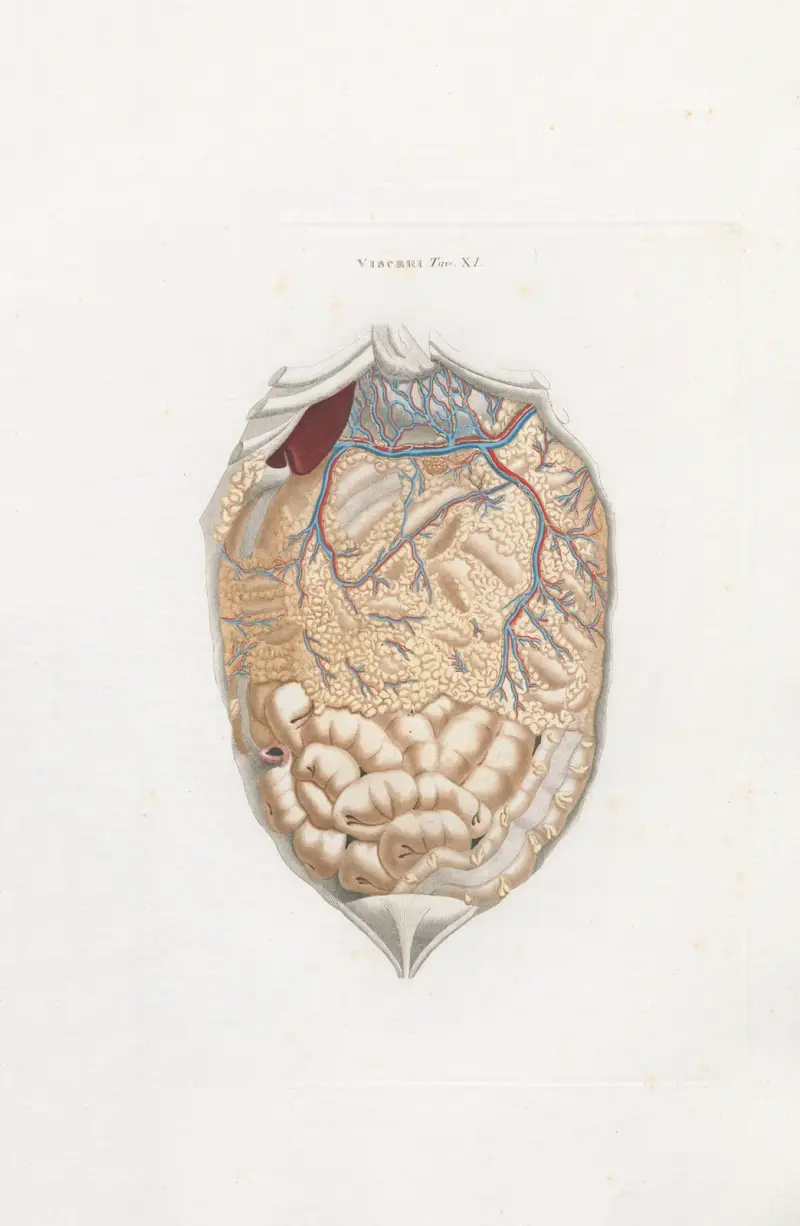 Anatomia Universale Pl.30 av Antonio Serantoni