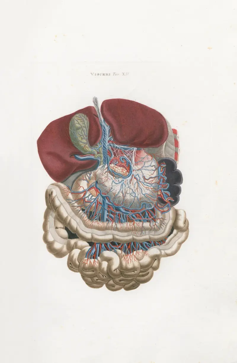 Anatomia Universale Pl.31 av Antonio Serantoni