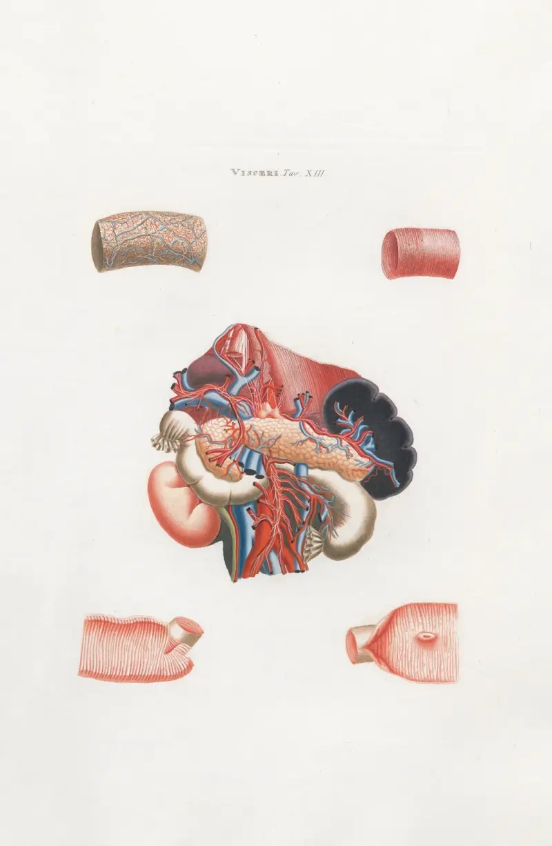 Anatomia Universale Pl.32 av Antonio Serantoni