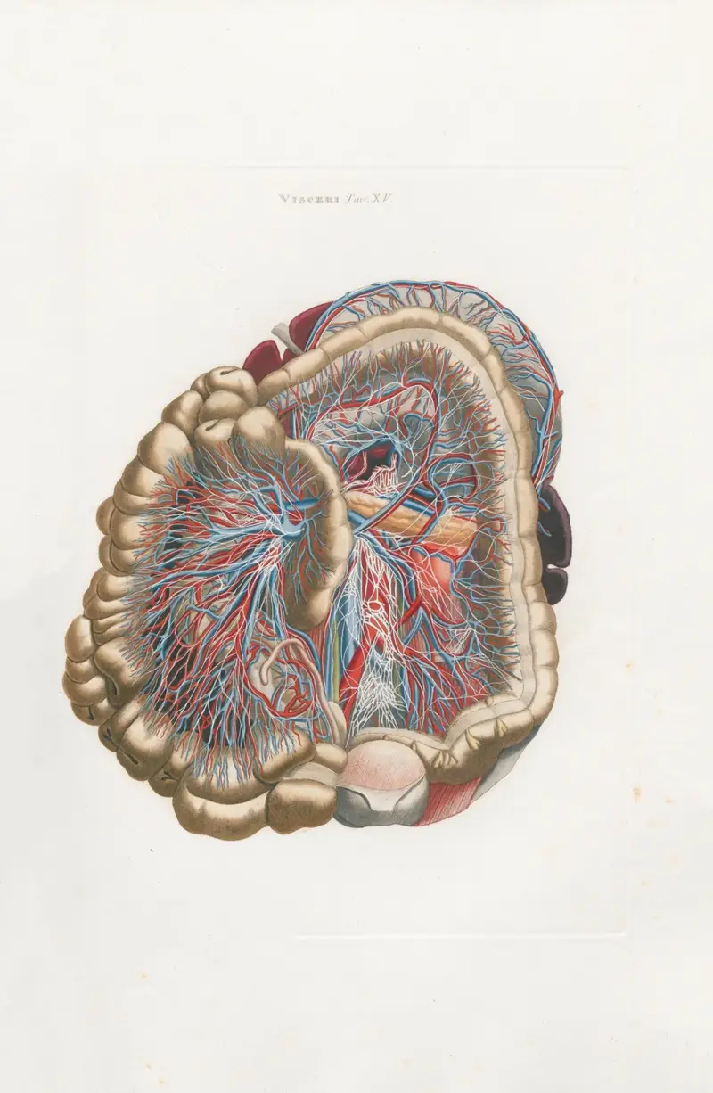 Anatomia Universale Pl.34 av Antonio Serantoni
