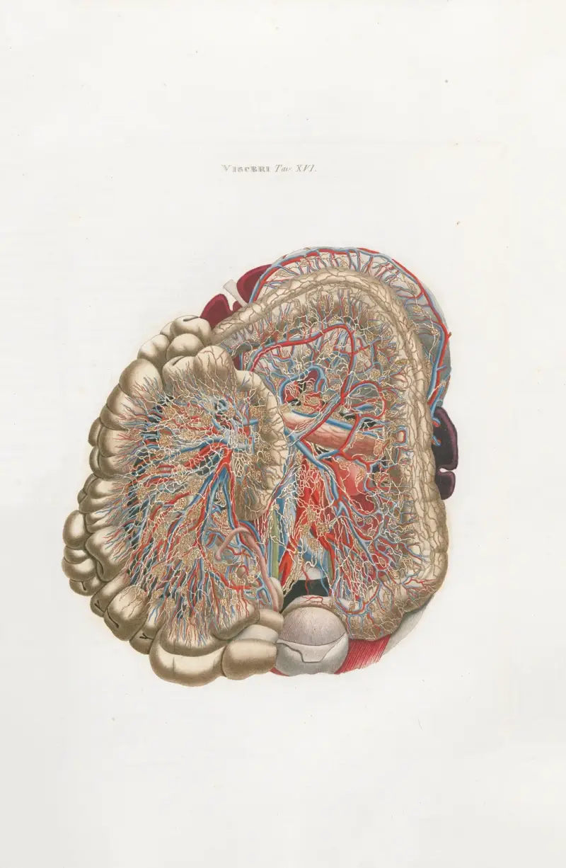 Anatomia Universale Pl.35 av Antonio Serantoni