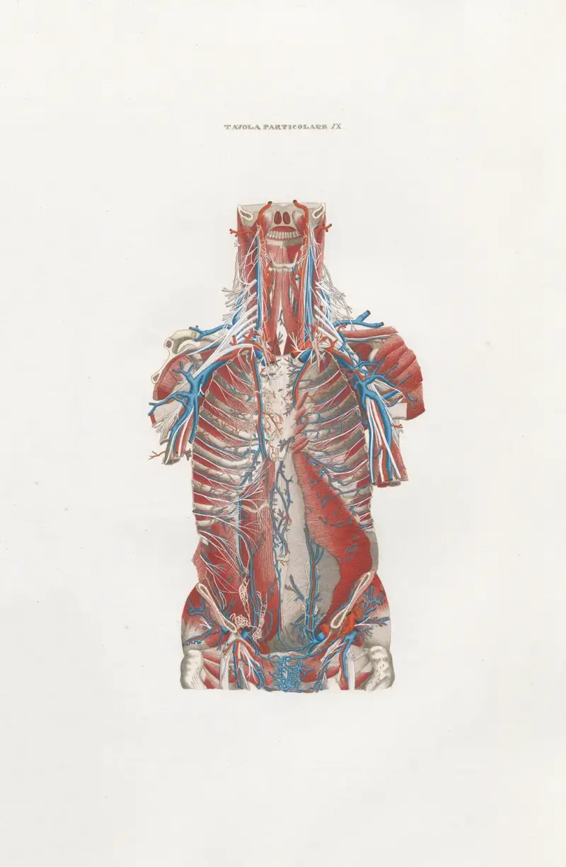 Anatomia Universale Pl.37 av Antonio Serantoni