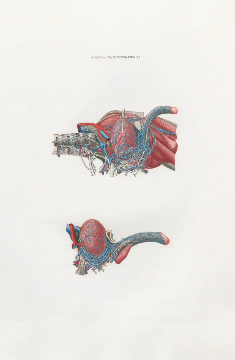 Anatomia Universale Pl.39 av Antonio Serantoni