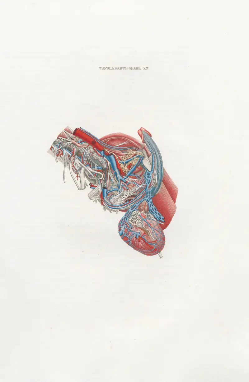 Anatomia Universale Pl.41 av Antonio Serantoni
