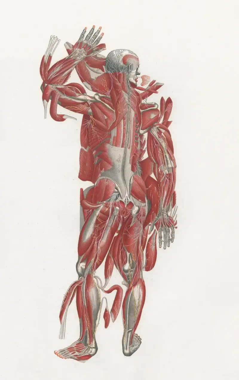 Anatomia Universale Pl.43 av Antonio Serantoni