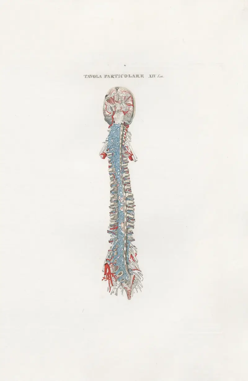 Anatomia Universale Pl.44 av Antonio Serantoni