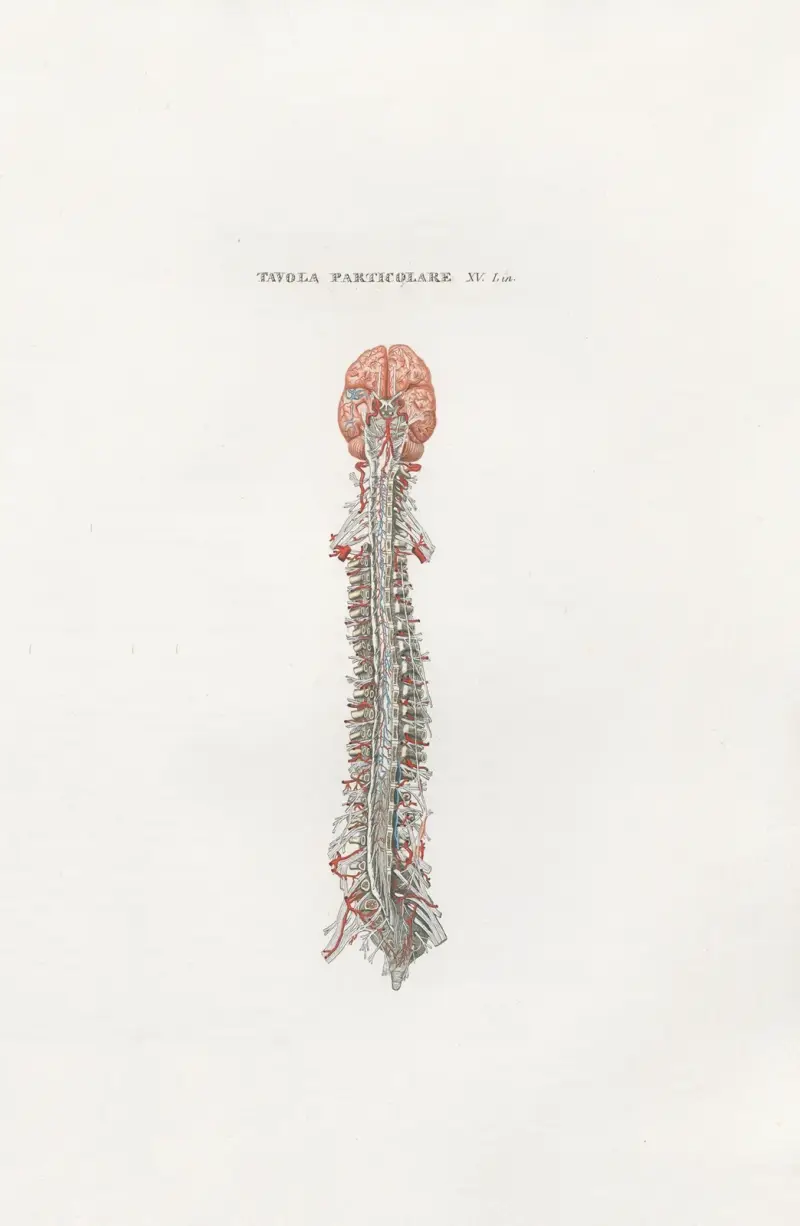 Anatomia Universale Pl.45 av Antonio Serantoni