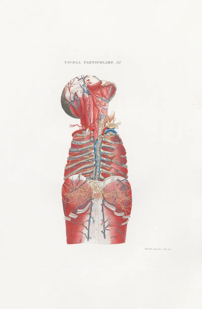 Anatomia Universale Pl.46 av Antonio Serantoni