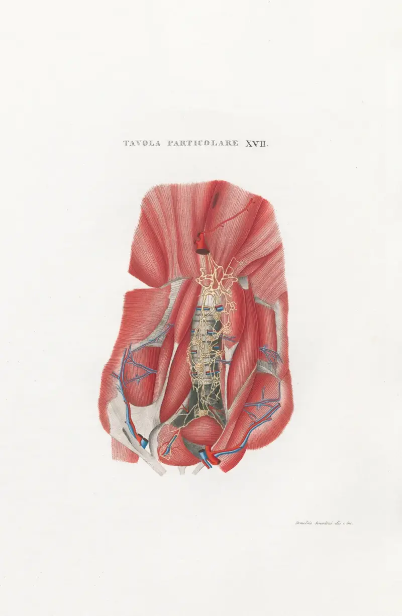 Anatomia Universale Pl.47 av Antonio Serantoni