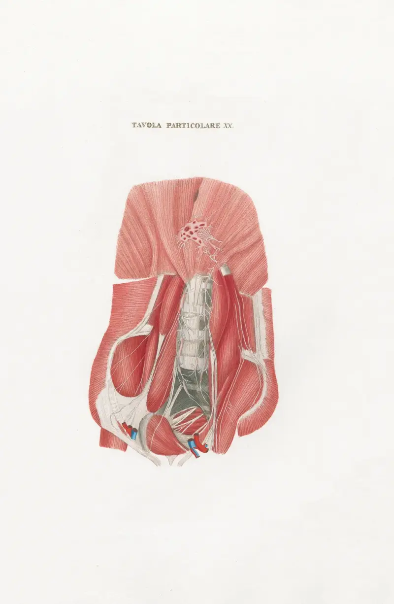Anatomia Universale Pl.50 av Antonio Serantoni