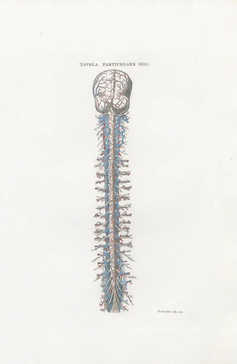Anatomia Universale Pl.53 av Antonio Serantoni