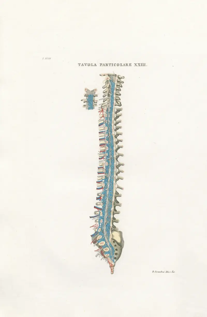 Anatomia Universale Pl.54 av Antonio Serantoni