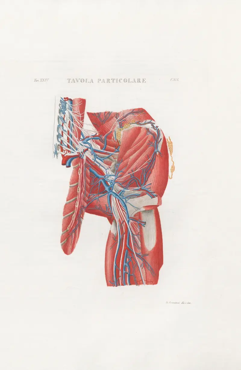 Anatomia Universale Pl.56 av Antonio Serantoni