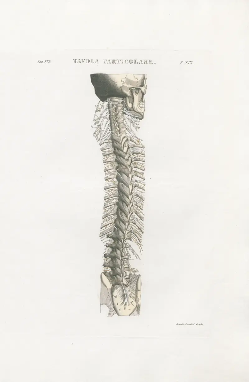 Anatomia Universale Pl.57 av Antonio Serantoni