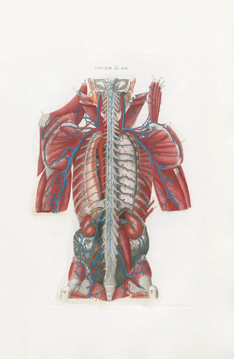 Anatomia Universale Pl.58 av Antonio Serantoni