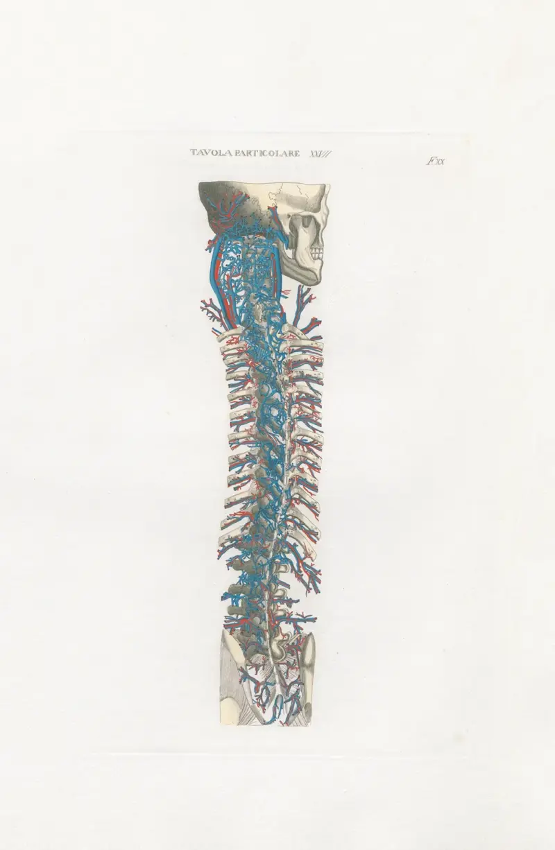 Anatomia Universale Pl.60 av Antonio Serantoni