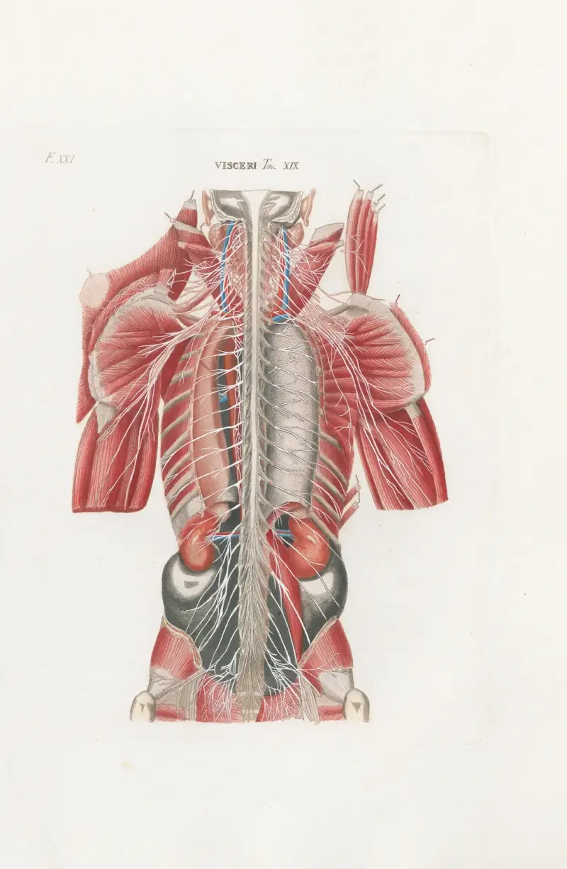 Anatomia Universale Pl.61 av Antonio Serantoni