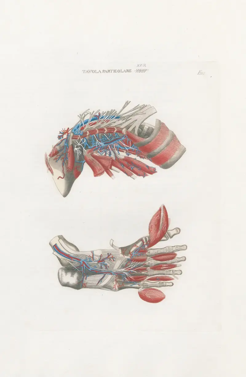 Anatomia Universale Pl.63 av Antonio Serantoni