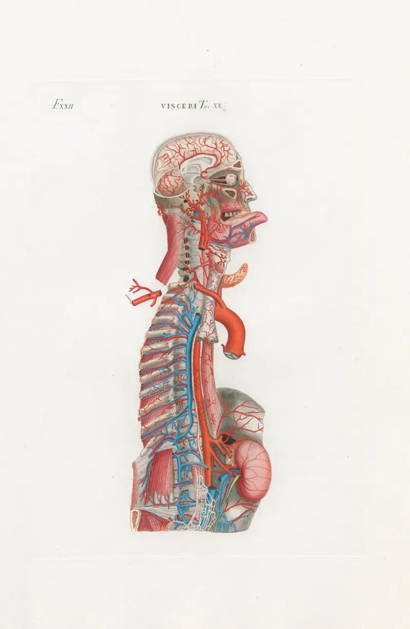 Anatomia Universale Pl.65 av Antonio Serantoni