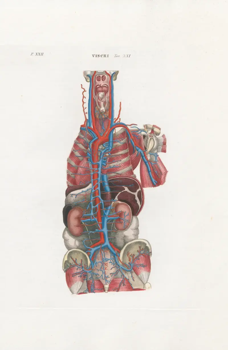 Anatomia Universale Pl.66 av Antonio Serantoni