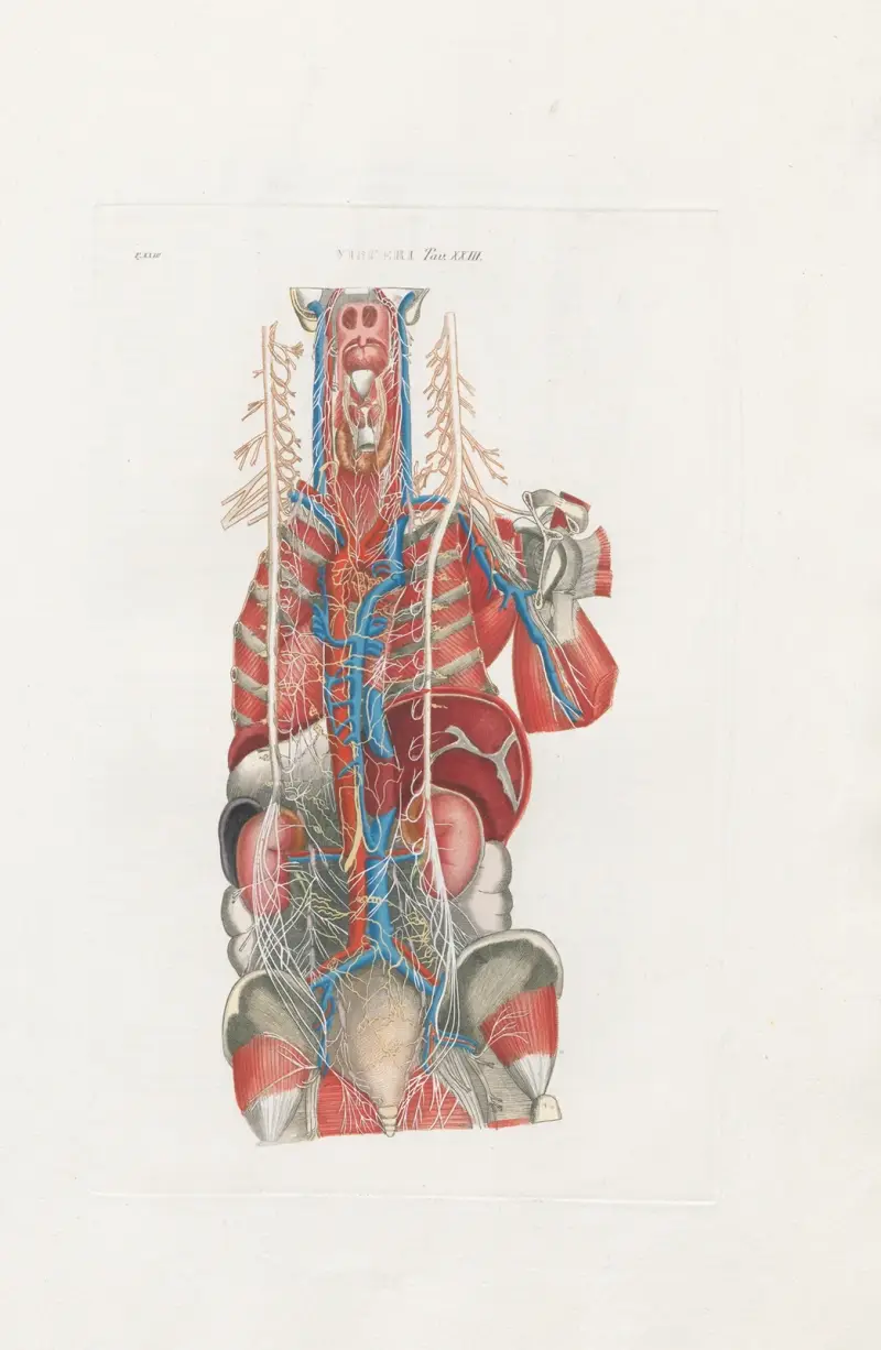 Anatomia Universale Taf. 69 von Antonio Serantoni