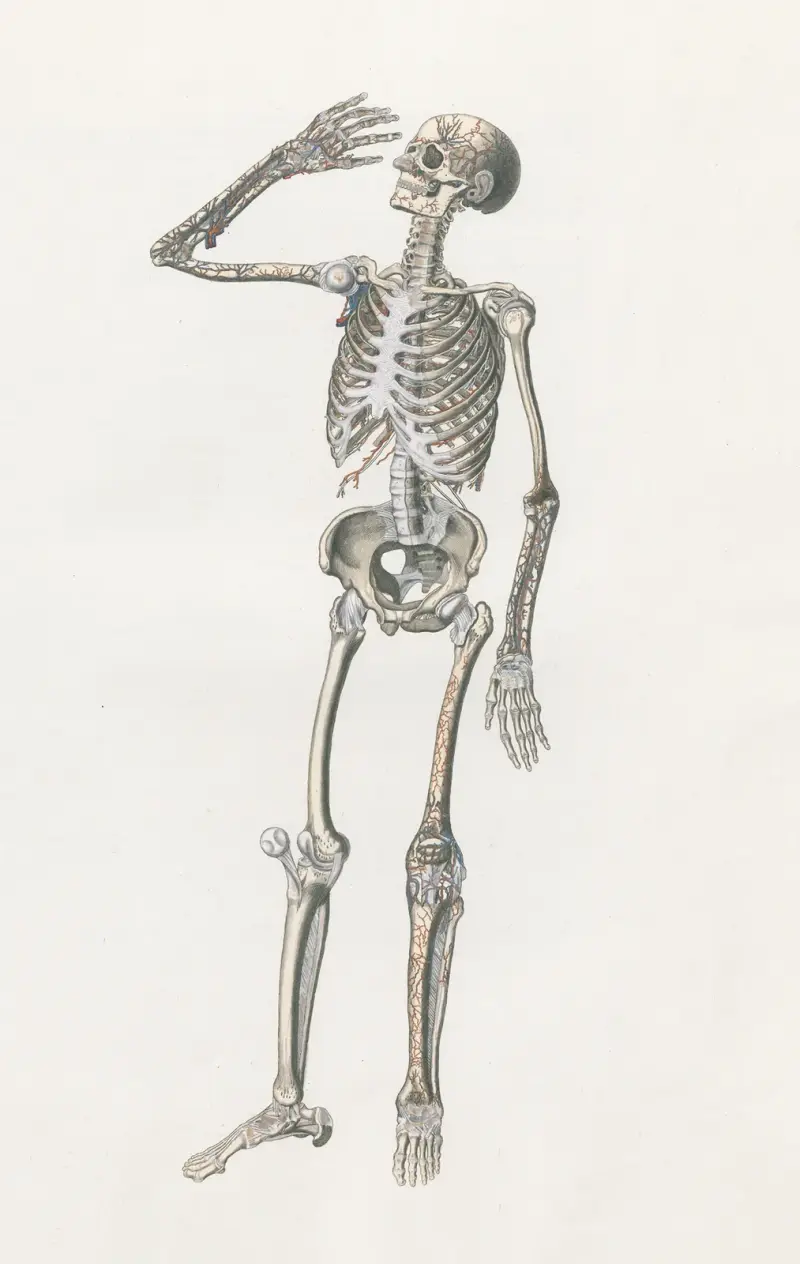 Anatomia Universale Pl.70 av Antonio Serantoni