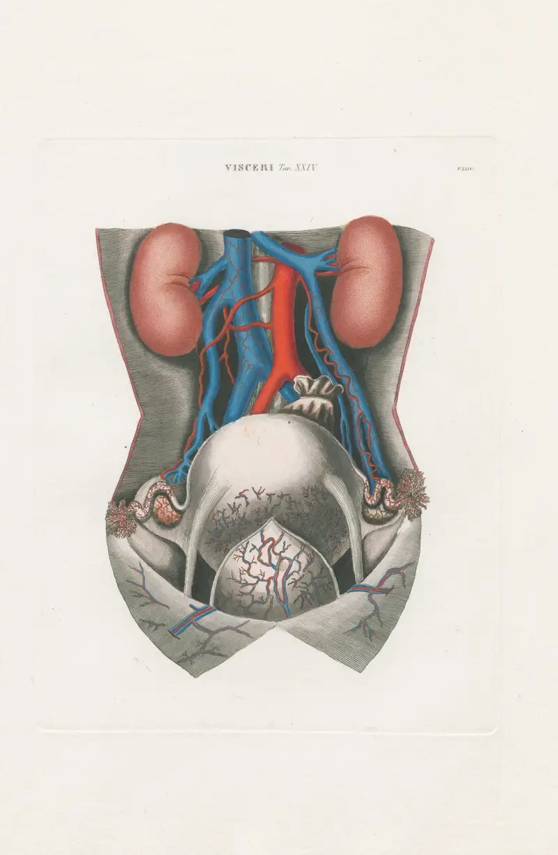 Anatomia Universale Pl.71 av Antonio Serantoni