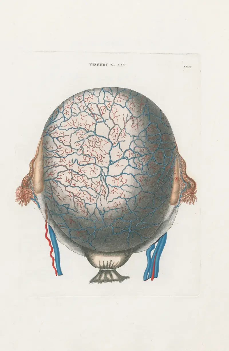 Anatomia Universale Pl.72 av Antonio Serantoni