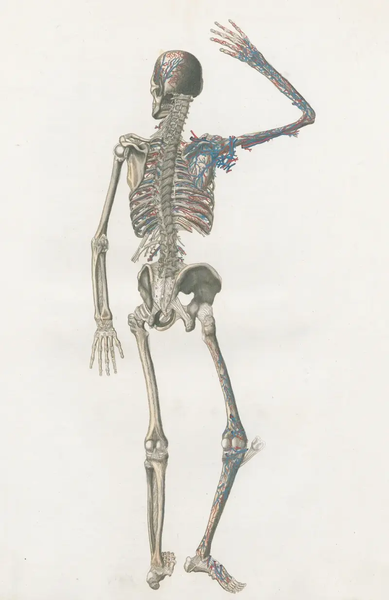 Anatomia Universale Pl.73 av Antonio Serantoni