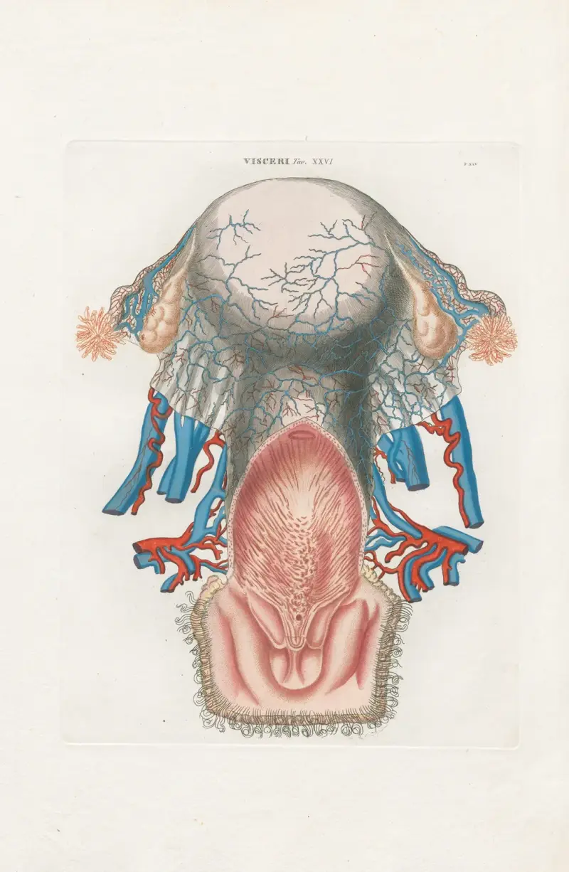 Anatomia Universale Pl.74 av Antonio Serantoni