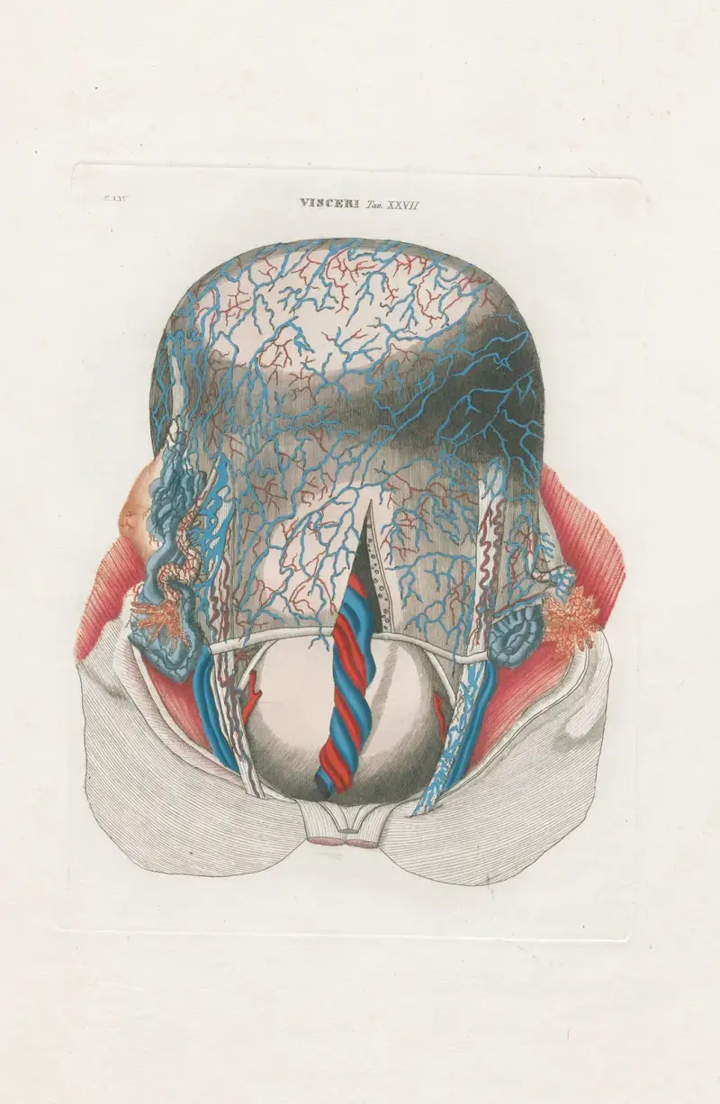 Anatomia Universale Pl.75 av Antonio Serantoni