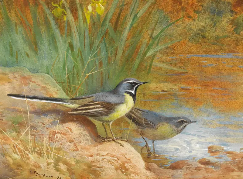 5 sädesärlor av Archibald Thorburn