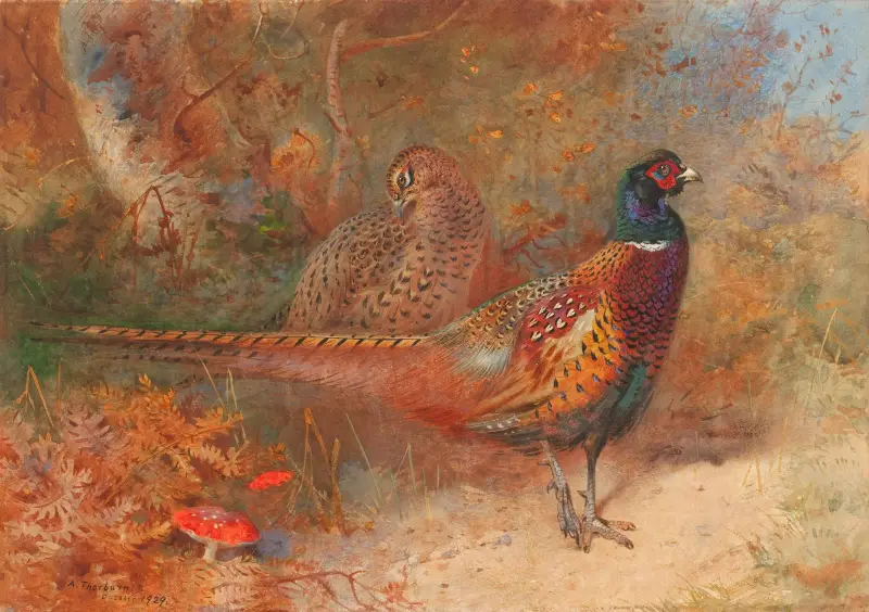 Tupp och höna av fasan av Archibald Thorburn