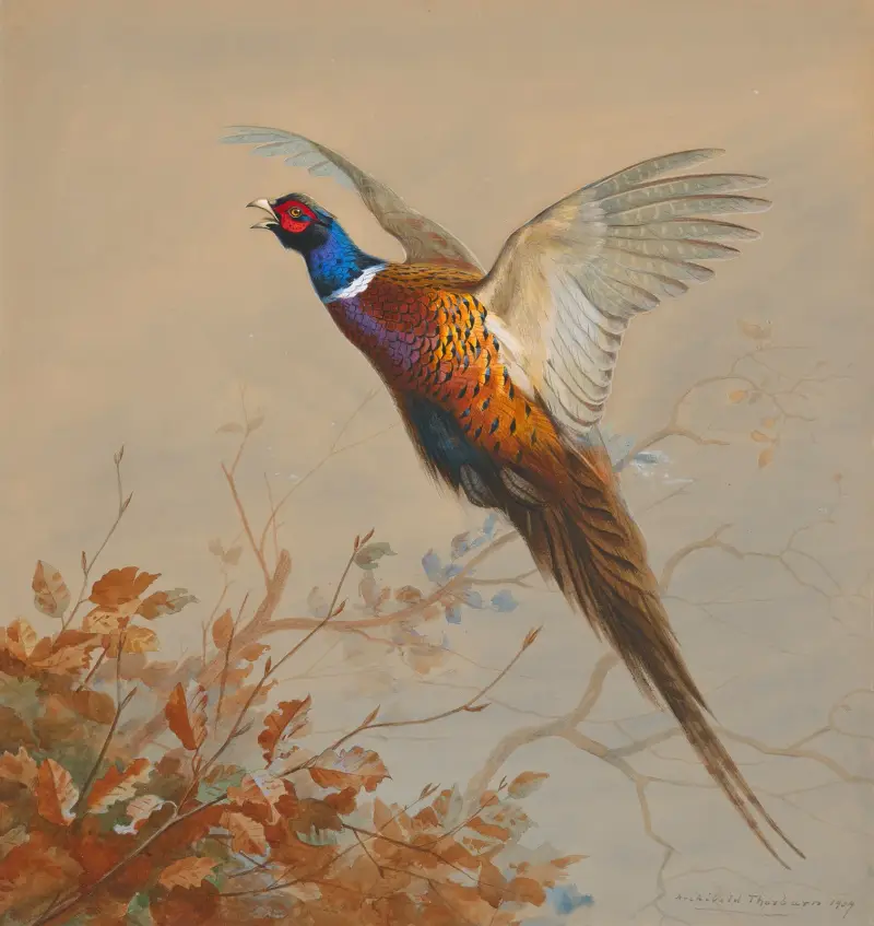 En flygande fasankock av Archibald Thorburn