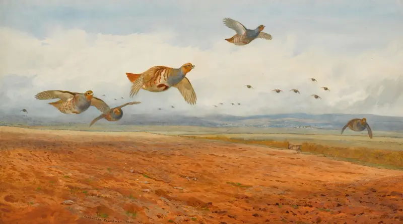 En flock gråa rapphöns i flykt av Archibald Thorburn