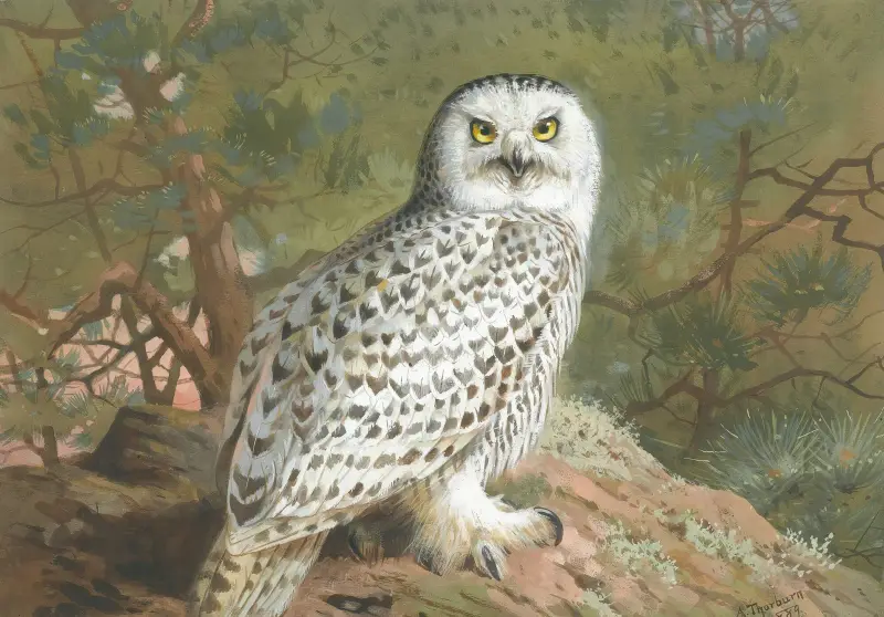 En snöuggla (hona) av Archibald Thorburn