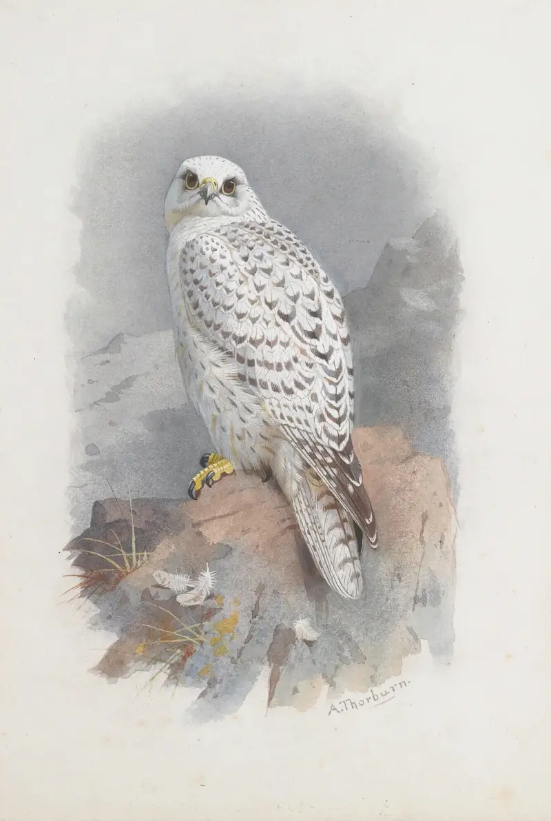 En grönlandsfalk av Archibald Thorburn