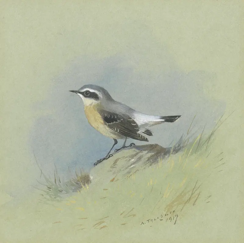 En stenskvätta (hane) av Archibald Thorburn
