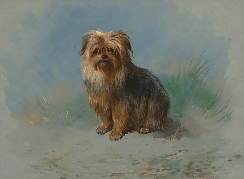 A Norfolk terrier av Archibald Thorburn