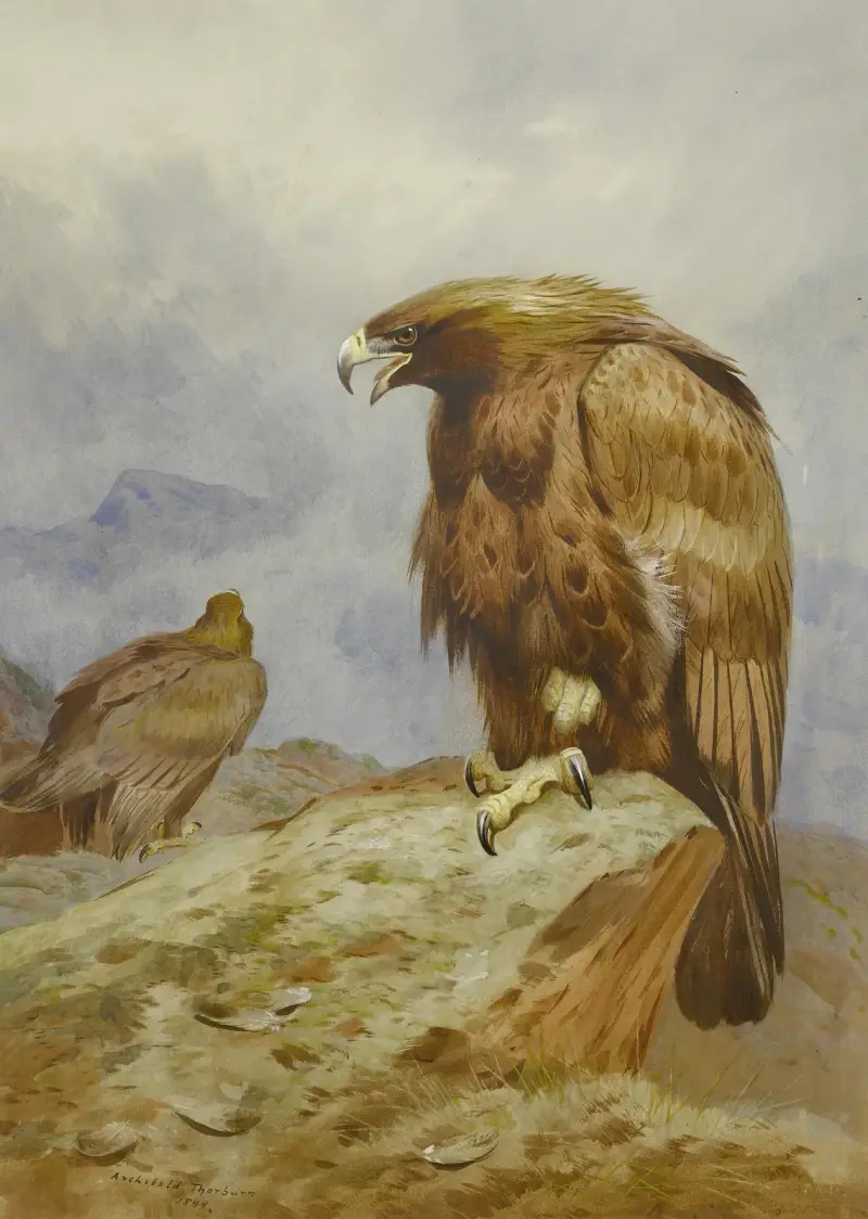 A Pair Of Golden Eagles av Archibald Thorburn